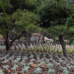 Dalmatian Ethno Village